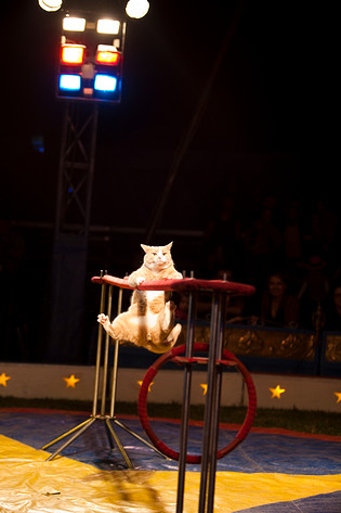 2009-05-01 - Cirkus Wictoria at Råcksta Rondellen, Stockholm